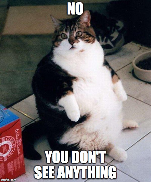 fat cat | NO; YOU DON'T SEE ANYTHING | image tagged in fat cat | made w/ Imgflip meme maker