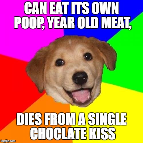 THE TRUTH ABOUT DOGS! | CAN EAT ITS OWN POOP, YEAR OLD MEAT, DIES FROM A SINGLE CHOCLATE KISS | image tagged in memes,advice dog | made w/ Imgflip meme maker