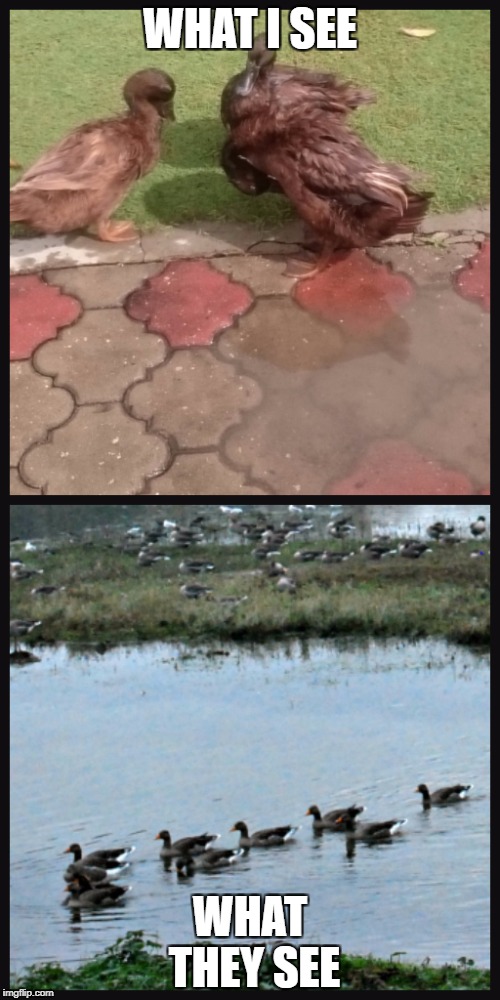 Duck Perception | WHAT I SEE; WHAT THEY SEE | image tagged in ducks | made w/ Imgflip meme maker