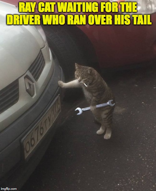 He Shudda Been More Careful | RAY CAT WAITING FOR THE DRIVER WHO RAN OVER HIS TAIL | image tagged in raycat,revenge,cat,pussy cats | made w/ Imgflip meme maker