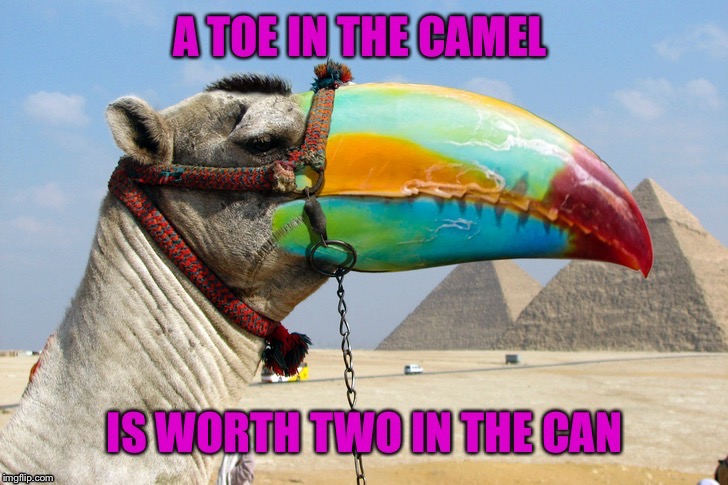 If you can think of it - it's on the internet! Toucamel | . | image tagged in sayings,camel toe,toucan,pyramids,camel,funny animal meme | made w/ Imgflip meme maker