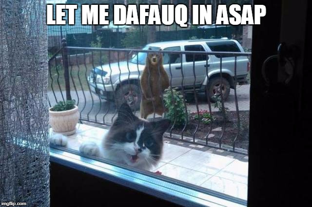 HURRY | LET ME DAFAUQ IN ASAP | image tagged in hurry,cat,bear | made w/ Imgflip meme maker