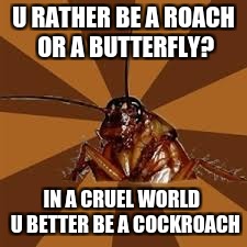 Cockroach | U RATHER BE A ROACH OR A BUTTERFLY? IN A CRUEL WORLD
 U BETTER BE A COCKROACH | image tagged in cockroach | made w/ Imgflip meme maker