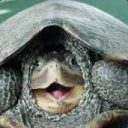 Derpy Turtle Blank Meme Template