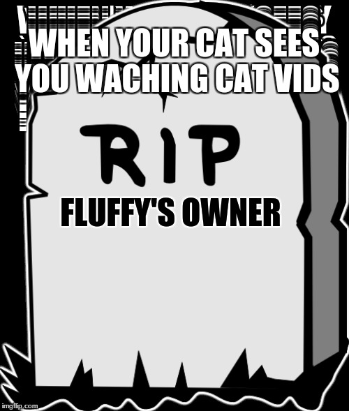 WHEN YOUR CAT SEES YOU WACHING CAT VIDS FLUFFY'S OWNER | made w/ Imgflip meme maker