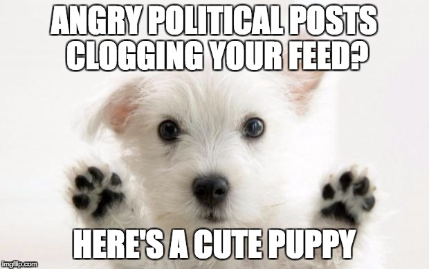 cute dog | ANGRY POLITICAL POSTS CLOGGING YOUR FEED? HERE'S A CUTE PUPPY | image tagged in cute dog | made w/ Imgflip meme maker