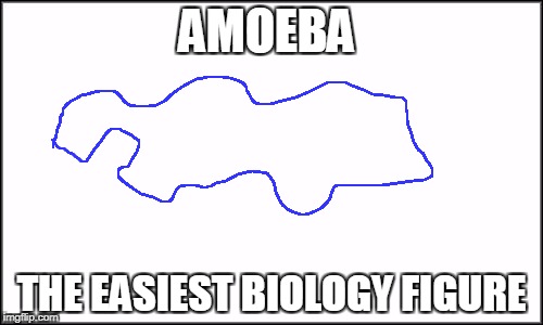 Biology figure sucks | AMOEBA; THE EASIEST BIOLOGY FIGURE | made w/ Imgflip meme maker