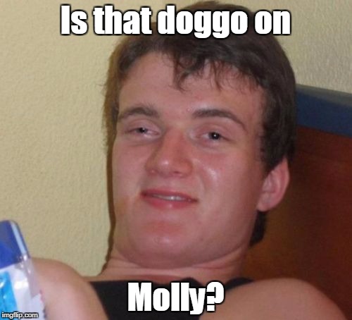 10 Guy Meme | Is that doggo on Molly? | image tagged in memes,10 guy | made w/ Imgflip meme maker