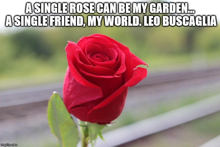 A SINGLE ROSE CAN BE MY GARDEN... A SINGLE FRIEND, MY WORLD.
LEO BUSCAGLIA | made w/ Imgflip meme maker