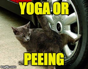 Yoga or Peeing cat | YOGA OR; PEEING | image tagged in peeing,cats,funny cats,yoga | made w/ Imgflip meme maker