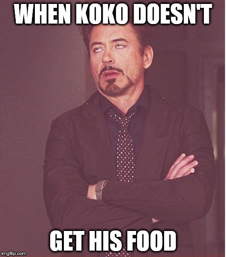 Face You Make Robert Downey Jr Meme | WHEN KOKO DOESN'T; GET HIS FOOD | image tagged in memes,face you make robert downey jr | made w/ Imgflip meme maker