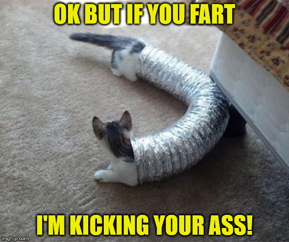 Kittens in a tube | OK BUT IF YOU FART; I'M KICKING YOUR ASS! | image tagged in kittens,cute | made w/ Imgflip meme maker