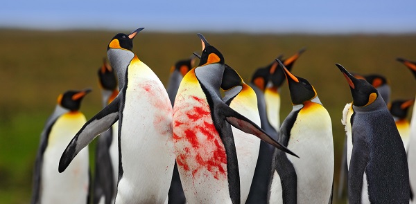 High Quality Penguin Bloodshed Blank Meme Template