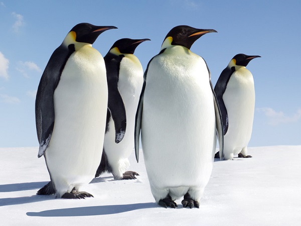 Group of Penguins Blank Meme Template