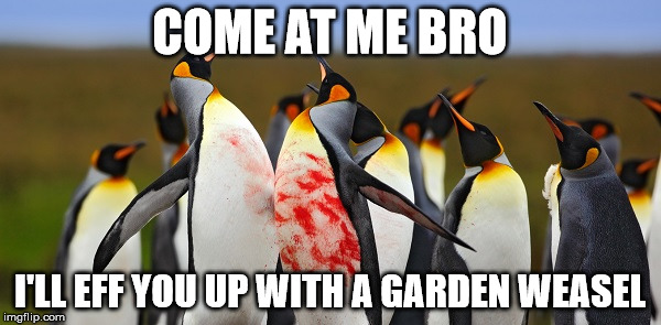 Penguin Bloodshed | COME AT ME BRO I'LL EFF YOU UP WITH A GARDEN WEASEL | image tagged in penguin bloodshed | made w/ Imgflip meme maker