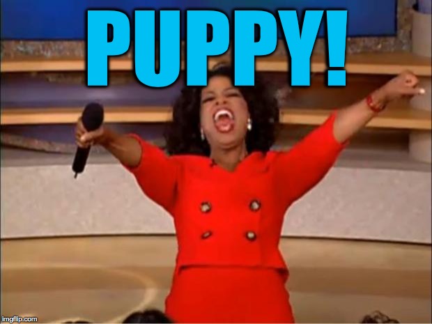 Oprah You Get A Meme | PUPPY! | image tagged in memes,oprah you get a | made w/ Imgflip meme maker