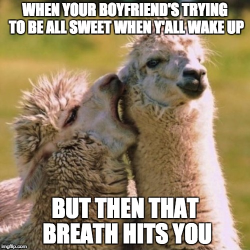 Alpaca Love | WHEN YOUR BOYFRIEND'S TRYING TO BE ALL SWEET WHEN Y'ALL WAKE UP; BUT THEN THAT BREATH HITS YOU | image tagged in alpaca love | made w/ Imgflip meme maker