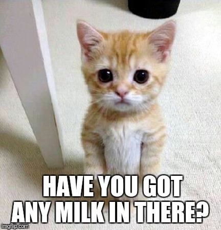 Begging kitten | HAVE YOU GOT ANY MILK IN THERE? | image tagged in cute kittens | made w/ Imgflip meme maker