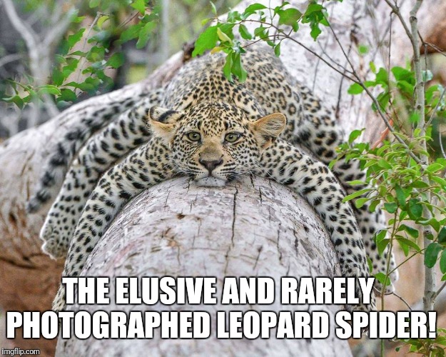 Leopard spider
 | THE ELUSIVE AND RARELY PHOTOGRAPHED LEOPARD SPIDER! | image tagged in leopard,leopard spider,rare animal | made w/ Imgflip meme maker