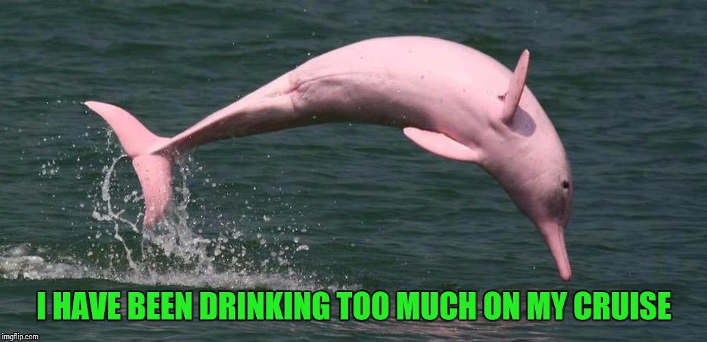 Drunken cruises, things happen | I HAVE BEEN DRINKING TOO MUCH ON MY CRUISE | image tagged in pink,dolphin,drinking,pipe_picasso,drunk | made w/ Imgflip meme maker