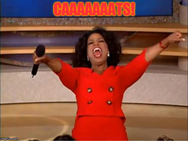 Oprah You Get A Meme | CAAAAAAATS! | image tagged in memes,oprah you get a | made w/ Imgflip meme maker