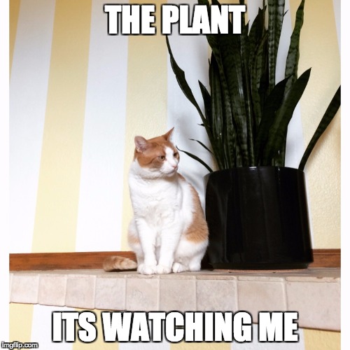Danielle Yuthas cat meme | THE PLANT; ITS WATCHING ME | image tagged in danielle yuthas cat meme | made w/ Imgflip meme maker