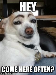 Eyebrow dog | HEY; COME HERE OFTEN? | image tagged in eyebrow dog | made w/ Imgflip meme maker
