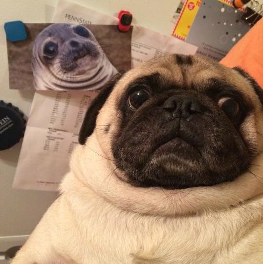 High Quality funny pug Blank Meme Template