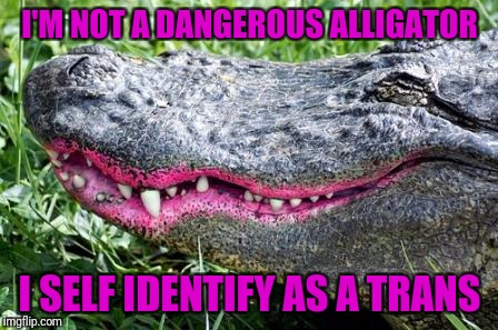 Gator Lipstick | I'M NOT A DANGEROUS ALLIGATOR; I SELF IDENTIFY AS A TRANS | image tagged in gator lipstick | made w/ Imgflip meme maker