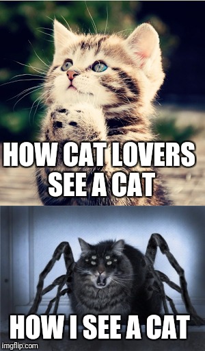 I really dislike cats and I don't care who knows it or likes it | HOW CAT LOVERS SEE A CAT; HOW I SEE A CAT | image tagged in cats | made w/ Imgflip meme maker