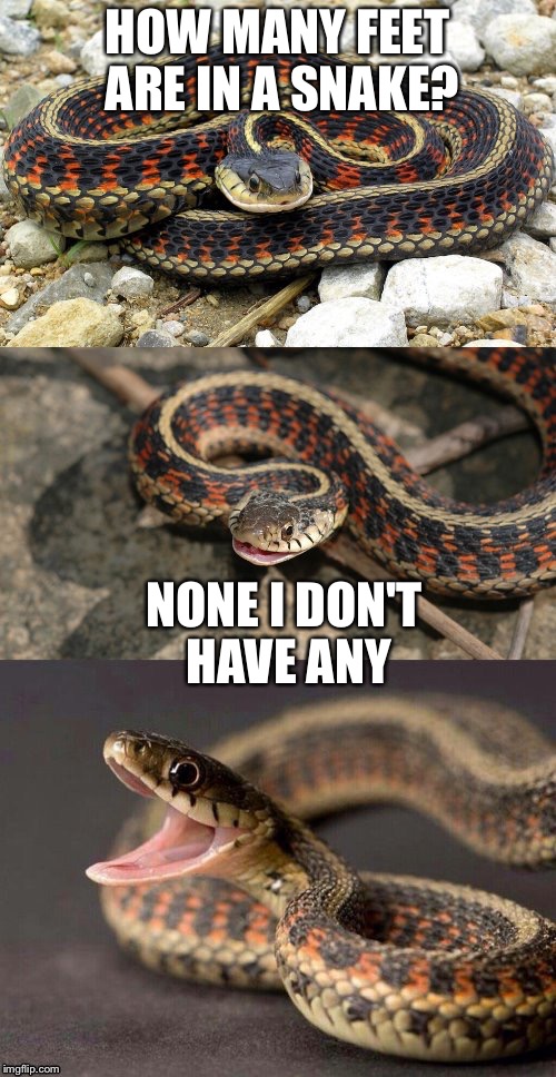 Snake Puns | HOW MANY FEET ARE IN A SNAKE? NONE I DON'T HAVE ANY | image tagged in snake puns | made w/ Imgflip meme maker