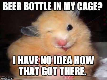 I don't know what your talking about!  | BEER BOTTLE IN MY CAGE? I HAVE NO IDEA HOW THAT GOT THERE. | image tagged in hamster,drunk | made w/ Imgflip meme maker