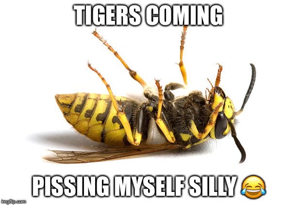 Wasp | TIGERS COMING; PISSING MYSELF SILLY 😂 | image tagged in wasp | made w/ Imgflip meme maker