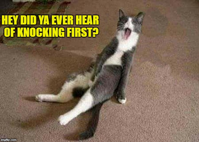 caught in the act | HEY DID YA EVER HEAR OF KNOCKING FIRST? | image tagged in knock,funny cats | made w/ Imgflip meme maker