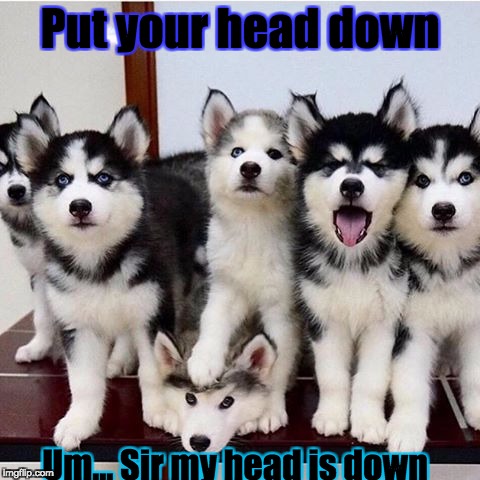 The_pup | Put your head down; Um... Sir my head is down | image tagged in the_pup | made w/ Imgflip meme maker