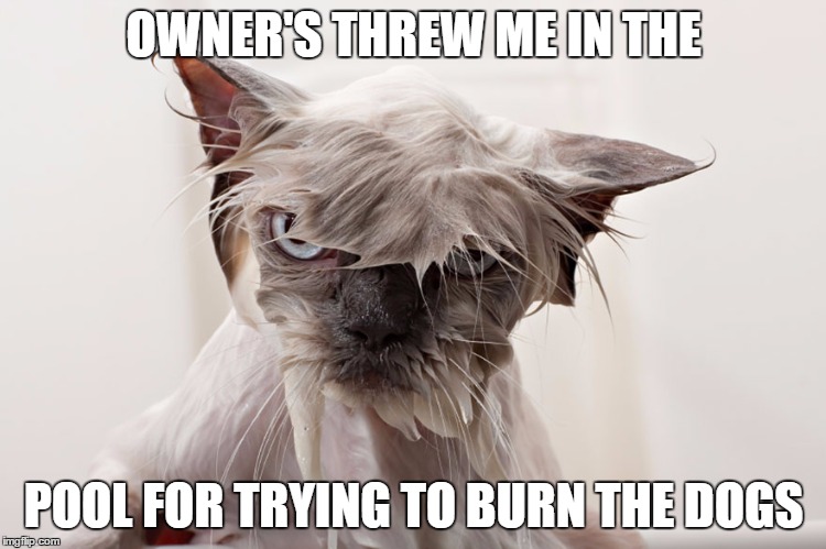 wet cat | OWNER'S THREW ME IN THE POOL FOR TRYING TO BURN THE DOGS | image tagged in cat | made w/ Imgflip meme maker