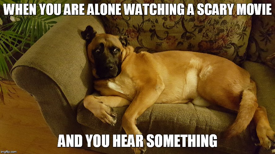 WTF | WHEN YOU ARE ALONE WATCHING A SCARY MOVIE; AND YOU HEAR SOMETHING | image tagged in scared dog | made w/ Imgflip meme maker