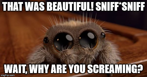 cutest ever spider | THAT WAS BEAUTIFUL! SNIFF*SNIFF; WAIT, WHY ARE YOU SCREAMING? | image tagged in cutest ever spider | made w/ Imgflip meme maker