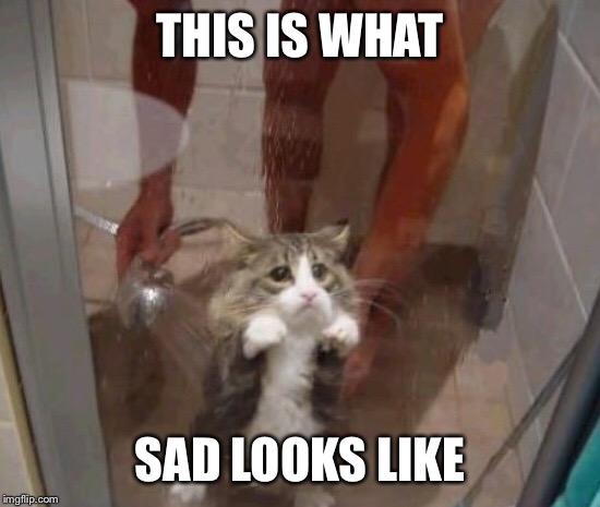 soooo saaaad Perv has quit |  THIS IS WHAT; SAD LOOKS LIKE | image tagged in sad,cat,shower,imgflip users,deleted accounts,deleted | made w/ Imgflip meme maker