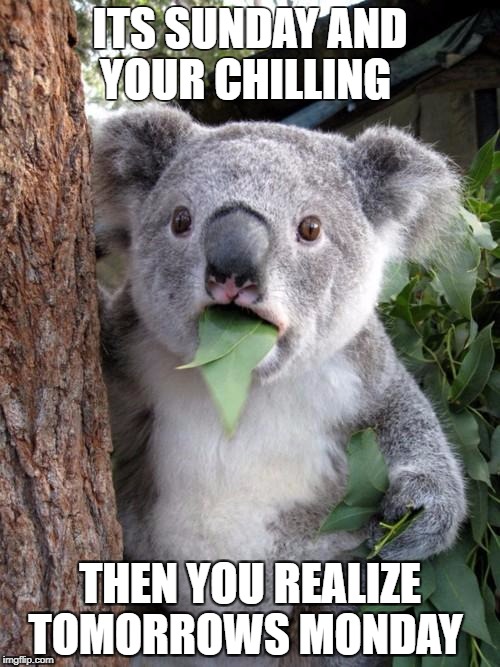 Surprised Koala Meme | ITS SUNDAY AND YOUR CHILLING; THEN YOU REALIZE TOMORROWS MONDAY | image tagged in memes,surprised koala | made w/ Imgflip meme maker