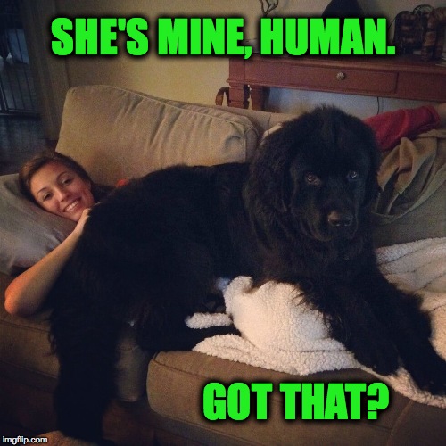 Overly Attached Doggo | SHE'S MINE, HUMAN. GOT THAT? | image tagged in all mine woof | made w/ Imgflip meme maker