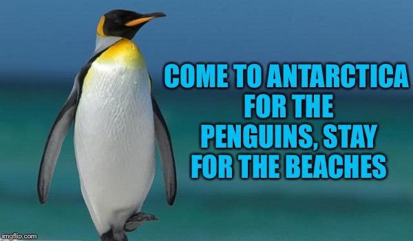 Penguin Clear Blue Water | COME TO ANTARCTICA FOR THE PENGUINS, STAY FOR THE BEACHES | image tagged in penguin clear blue water,americanpenguin | made w/ Imgflip meme maker