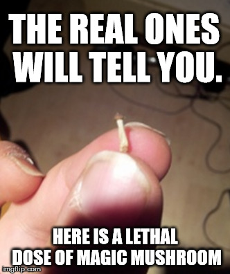 Drug can kill you | THE REAL ONES WILL TELL YOU. HERE IS A LETHAL DOSE OF MAGIC MUSHROOM | image tagged in memes,funny memes,magic mushrooms,stoned | made w/ Imgflip meme maker