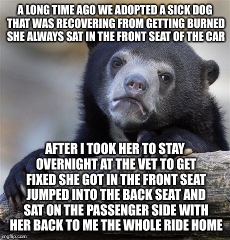 Confession Bear Meme | A LONG TIME AGO WE ADOPTED A SICK DOG THAT WAS RECOVERING FROM GETTING BURNED SHE ALWAYS SAT IN THE FRONT SEAT OF THE CAR AFTER I TOOK HER T | image tagged in memes,confession bear | made w/ Imgflip meme maker