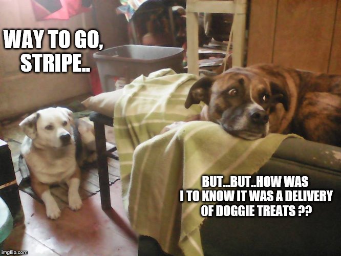 WAY TO GO, STRIPE.. BUT...BUT..HOW WAS I TO KNOW IT WAS A DELIVERY OF DOGGIE TREATS ?? | image tagged in pets | made w/ Imgflip meme maker