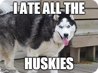 I ATE ALL THE; HUSKIES | image tagged in eating,huskies | made w/ Imgflip meme maker