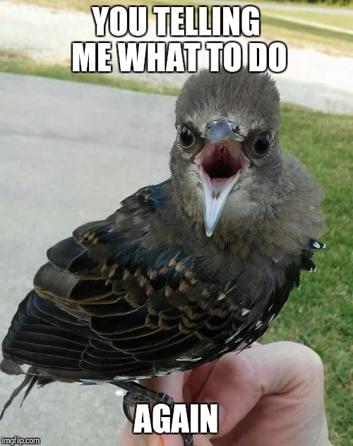 Bird screaming |  YOU TELLING ME WHAT TO DO; AGAIN | image tagged in funny | made w/ Imgflip meme maker