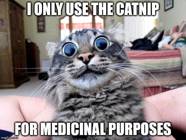 Got My Weed Card | I ONLY USE THE CATNIP; FOR MEDICINAL PURPOSES | image tagged in catnipped,weed card,catnip cat,first world stoner problems,the happiest cat in the world,hipster kitty | made w/ Imgflip meme maker