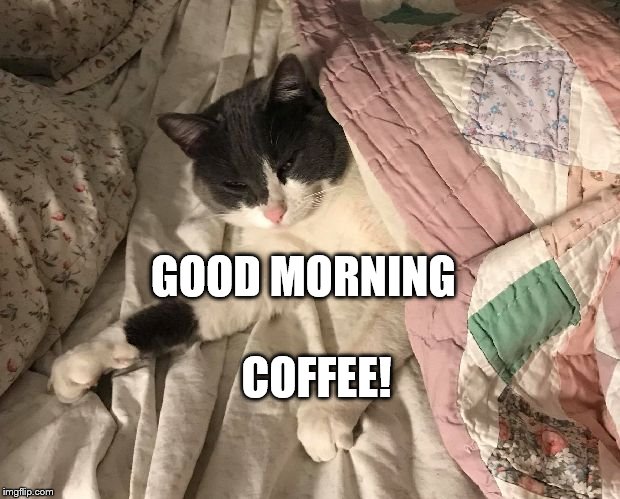 GOOD MORNING; COFFEE! image tagged in morning,funny cat memes,cat meme ma.....