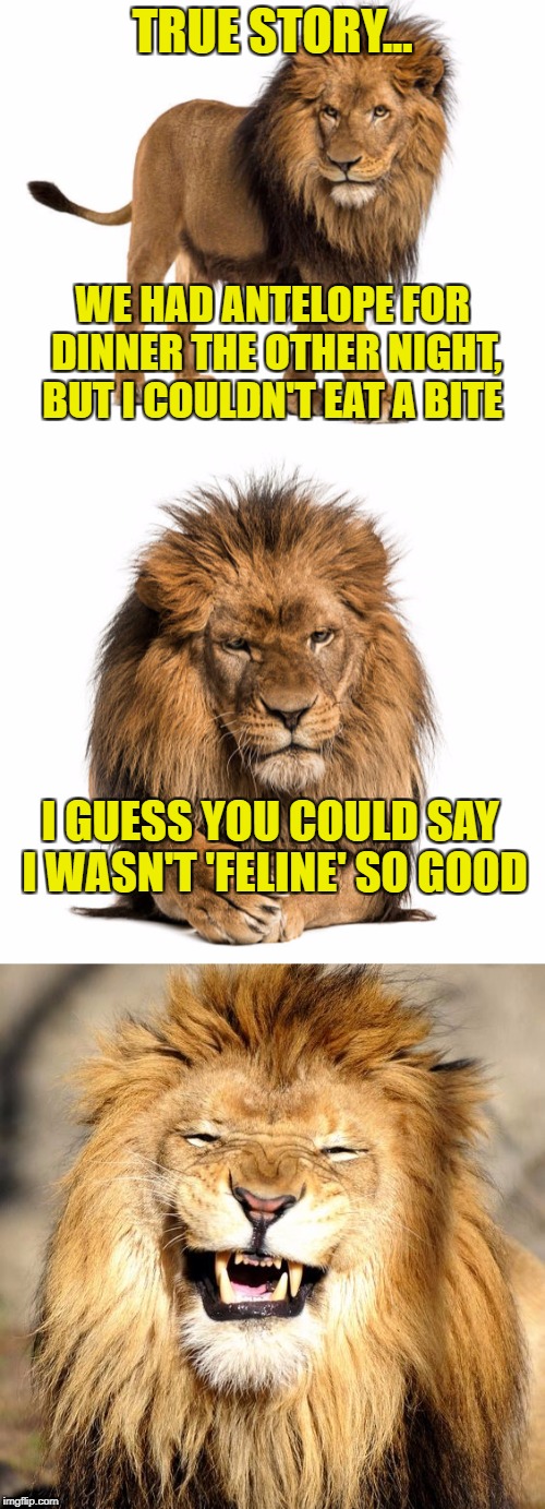 True Story Lion | TRUE STORY... WE HAD ANTELOPE FOR DINNER THE OTHER NIGHT, BUT I COULDN'T EAT A BITE; I GUESS YOU COULD SAY I WASN'T 'FELINE' SO GOOD | image tagged in memes,meme,true story lion,lion,lions,puns | made w/ Imgflip meme maker